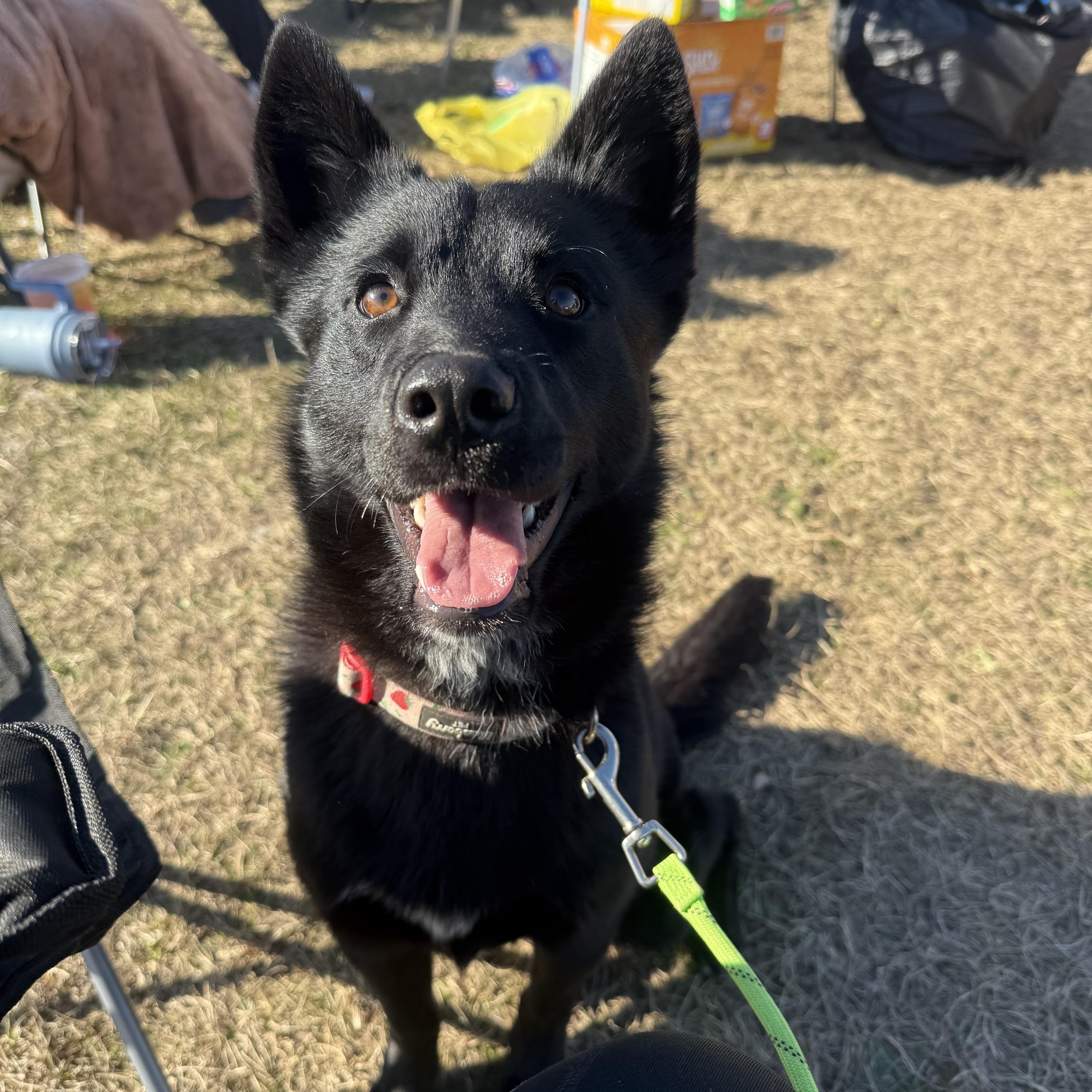 Enlarge Patty, a ADOPTABLE German Shepherd Dog in Charlotte , NC image 1/4