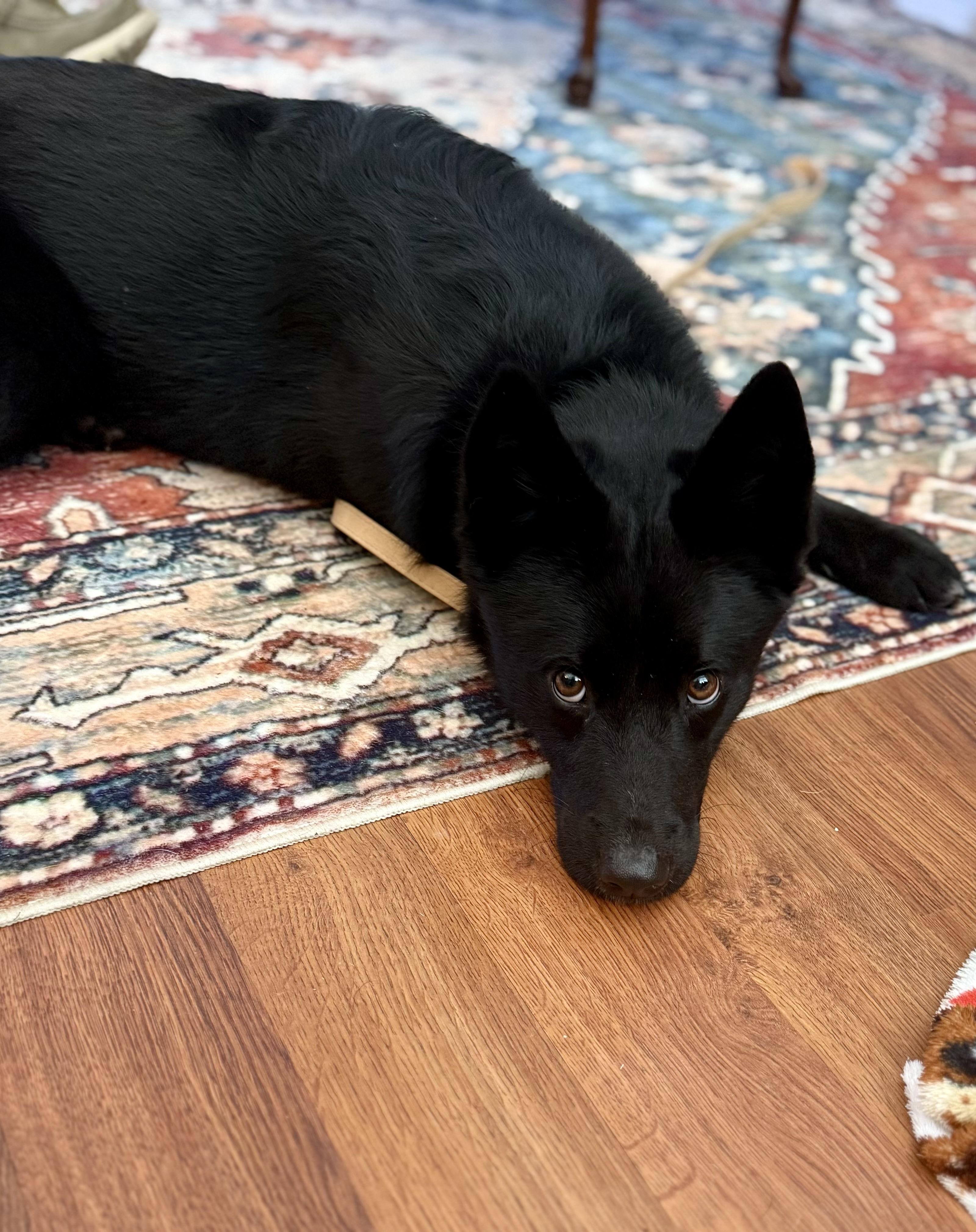 Enlarge Patty, a ADOPTABLE German Shepherd Dog in Charlotte , NC image 4/4