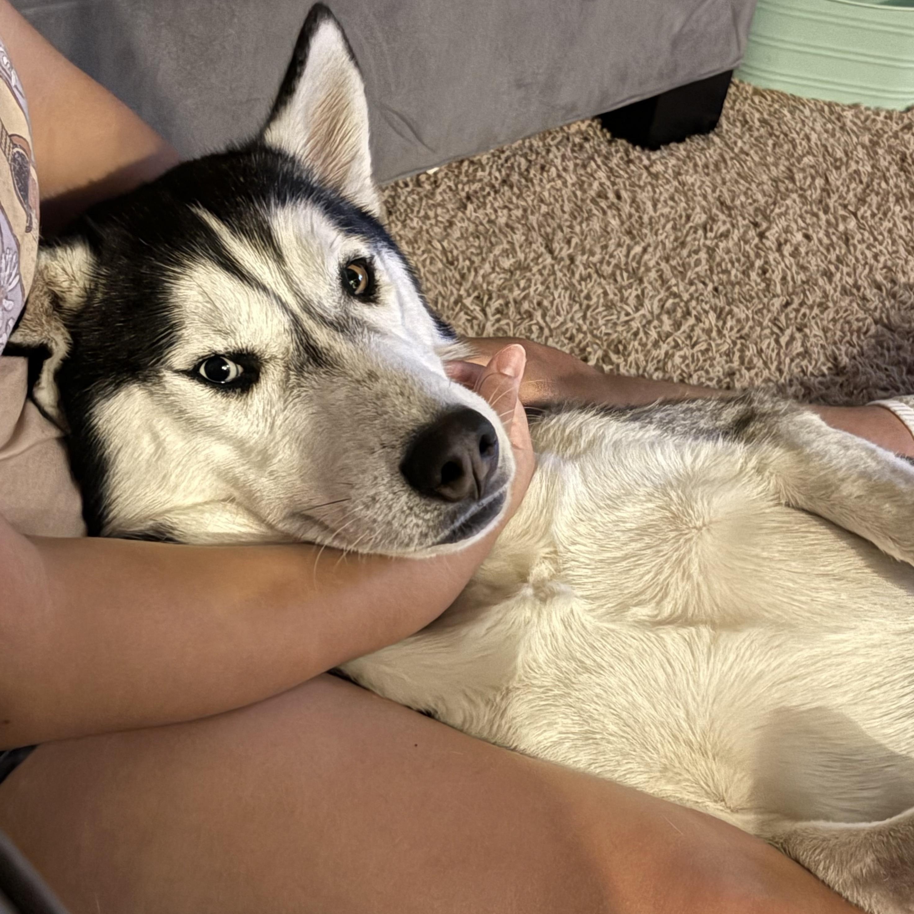 Enlarge Goodson, a Adoptable Siberian Husky in Sugar Land, TX image 4/6