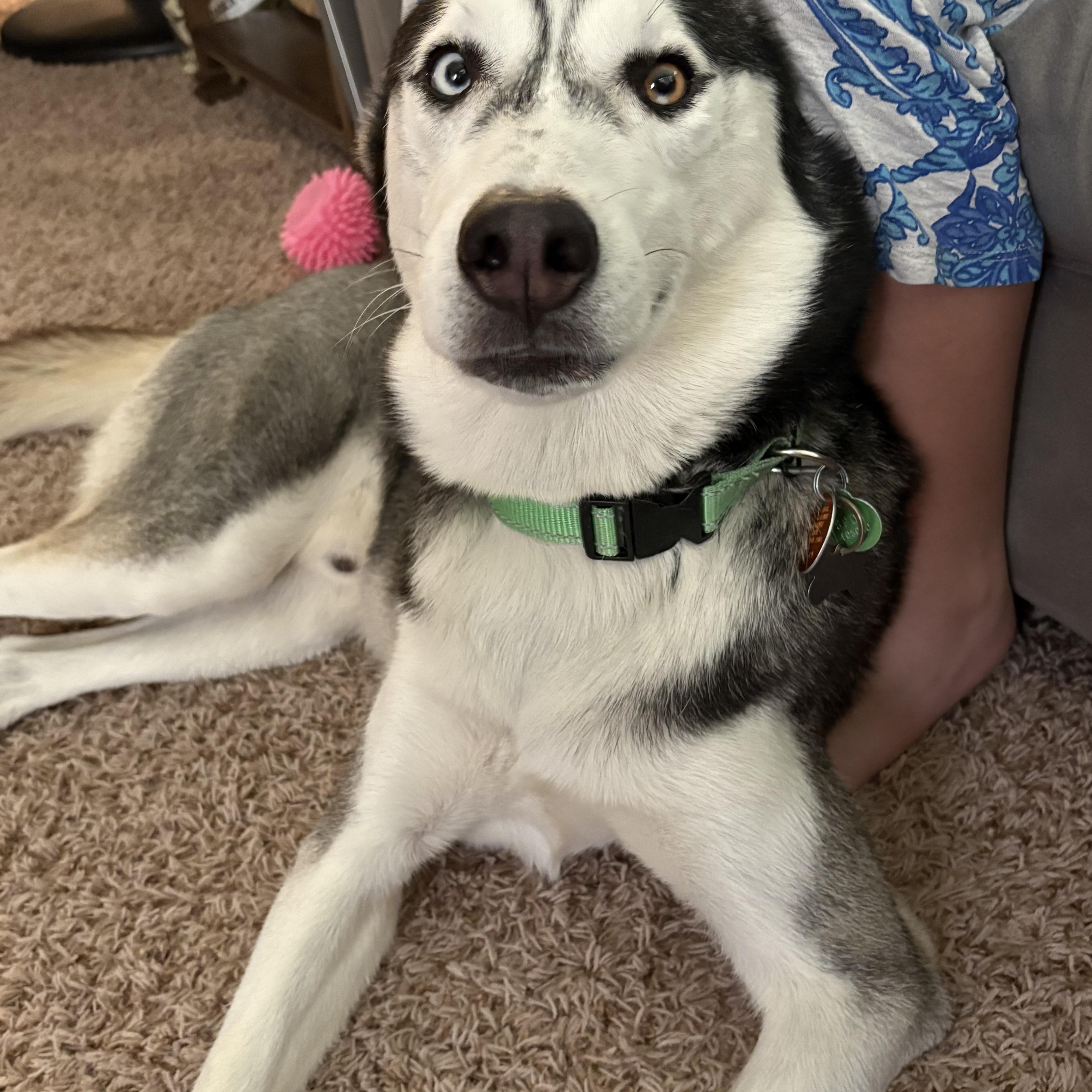 Enlarge Goodson, a Adoptable Siberian Husky in Sugar Land, TX image 5/6