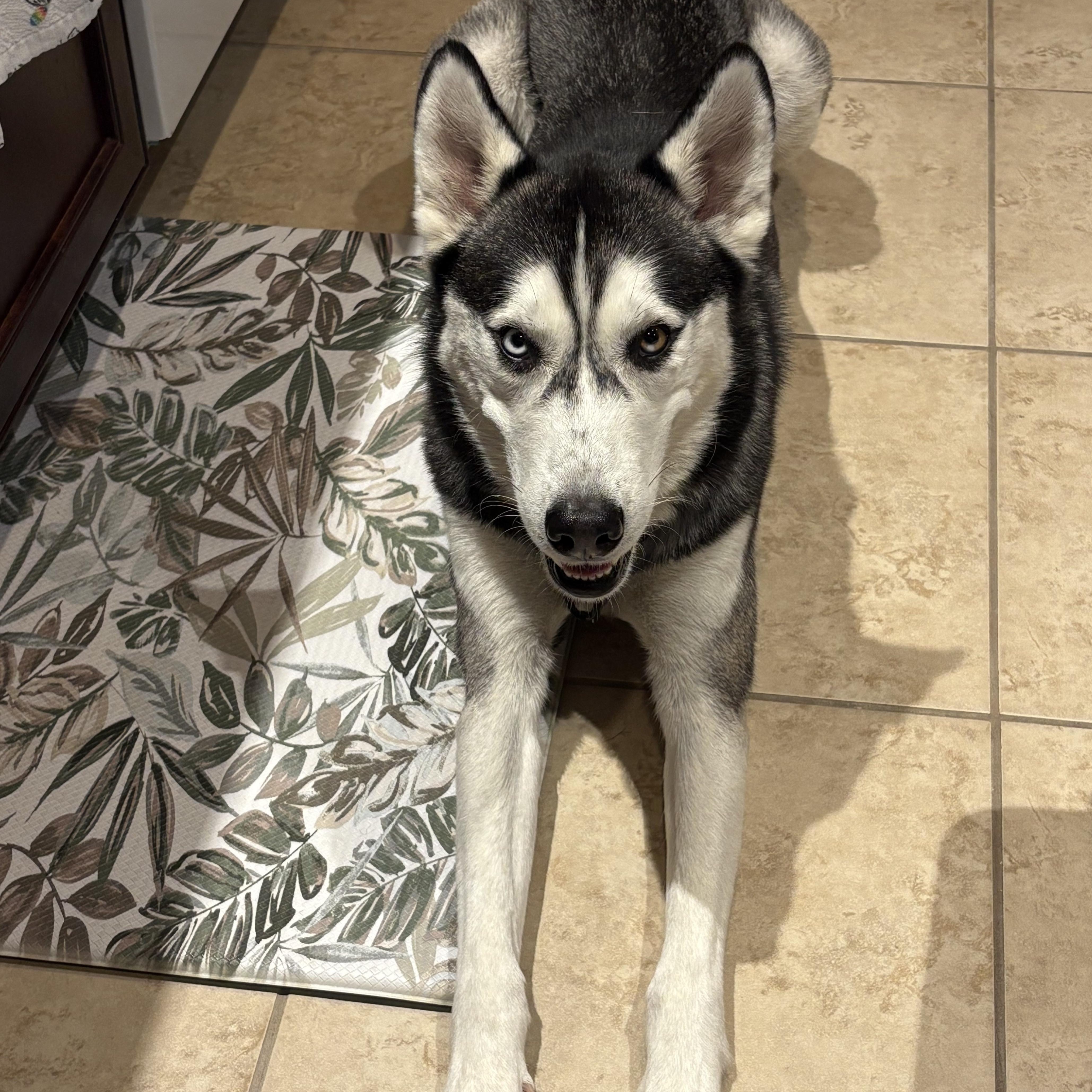 Goodson, Adoptable, Young Male Siberian Husky.
