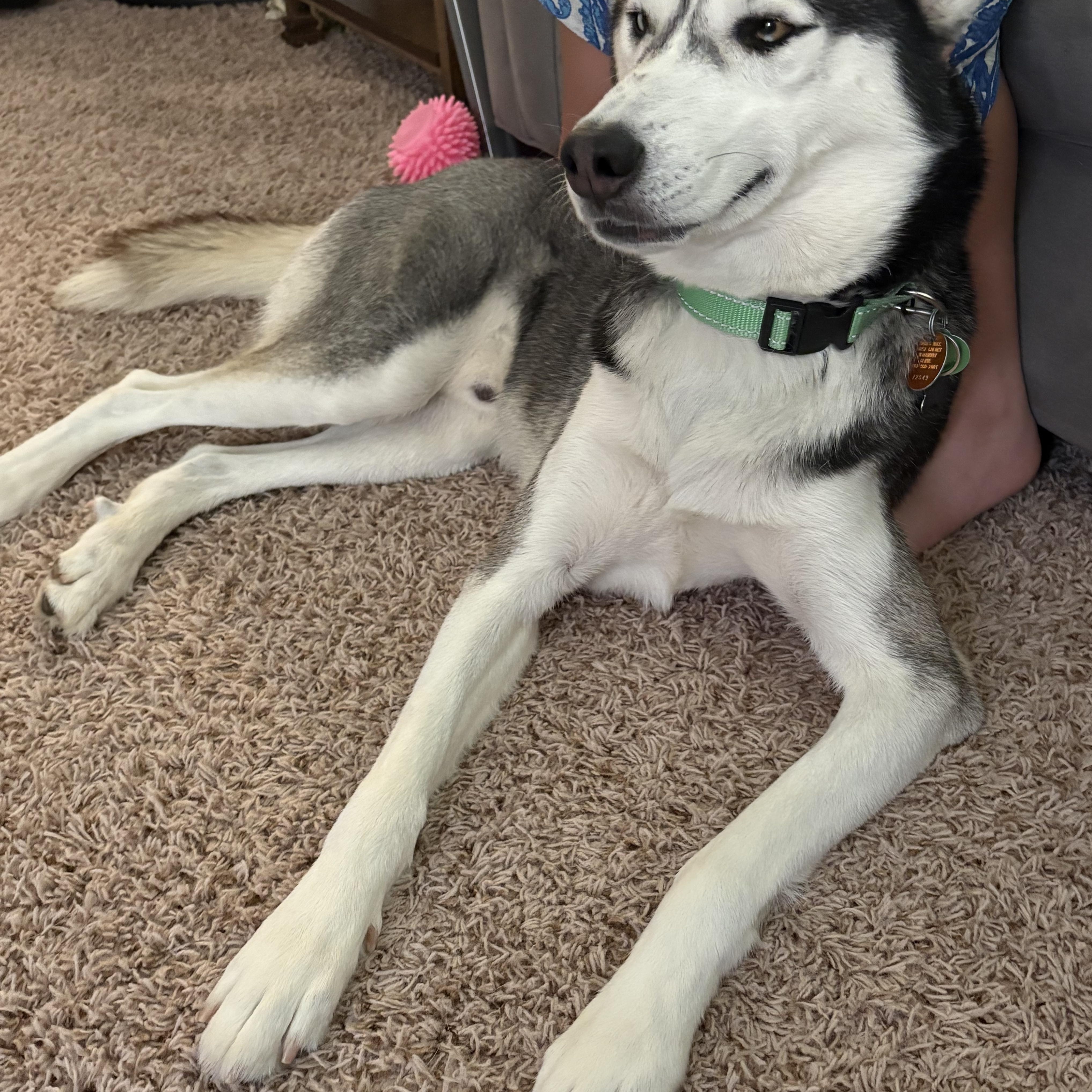 Enlarge Goodson, a Adoptable Siberian Husky in Sugar Land, TX image 6/6