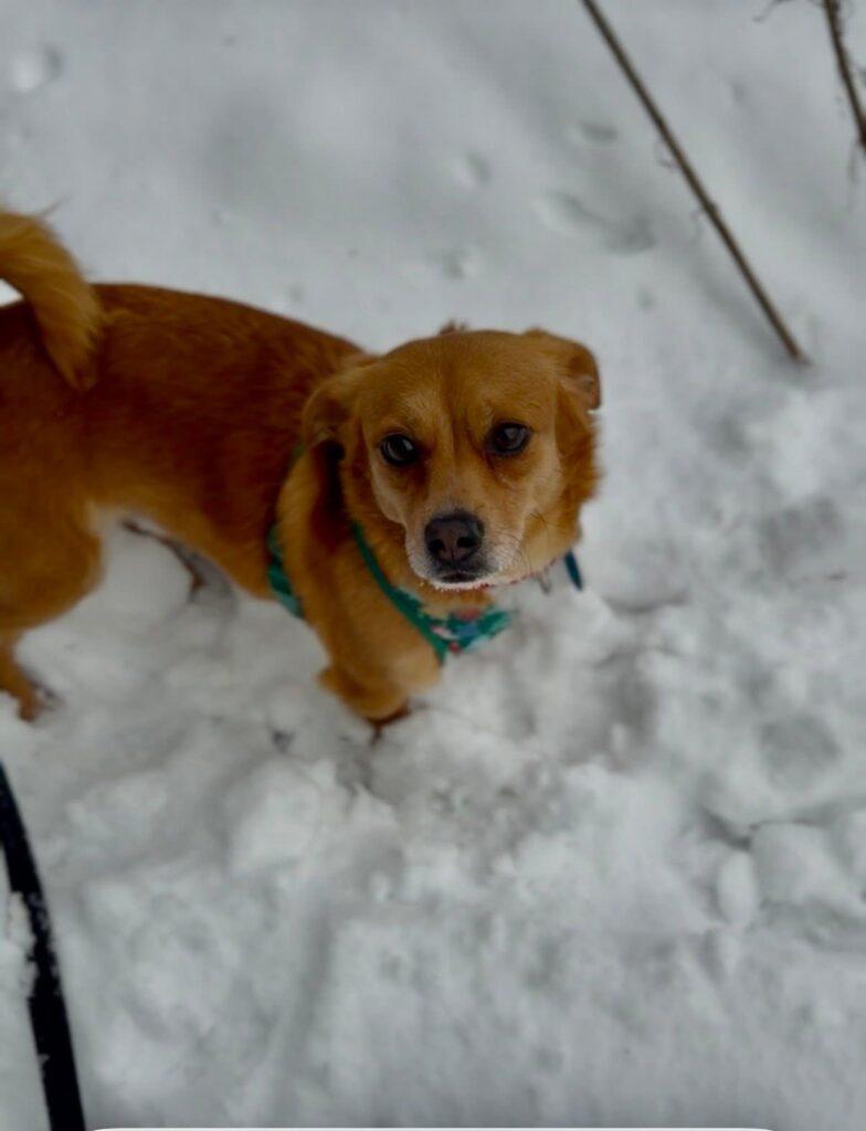 Pepper, a ADOPTABLE Mixed Breed in Red Hook, NY image 3/5