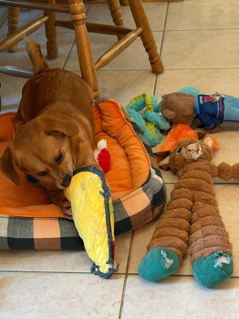 Pepper, a ADOPTABLE Mixed Breed in Red Hook, NY image 4/5