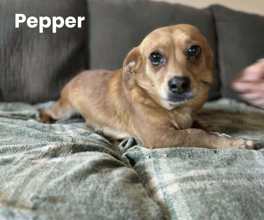 Pepper, a ADOPTABLE Mixed Breed in Red Hook, NY image 5/5