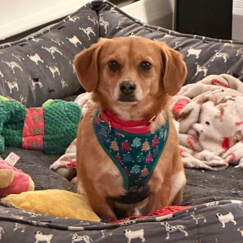 Pepper, ADOPTABLE, Adult Male Mixed Breed.