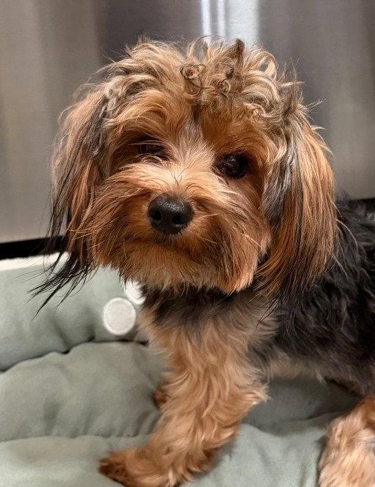 Piper, Adopted, Puppy Female Yorkshire Terrier.