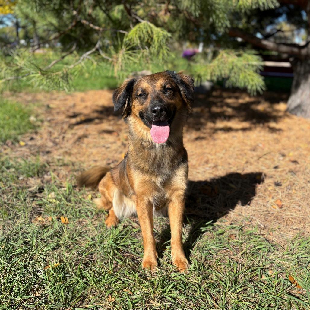 Elara--In Foster***ADOPTION PENDING***, Adoptable, Adult Female Shepherd & Mixed Breed.