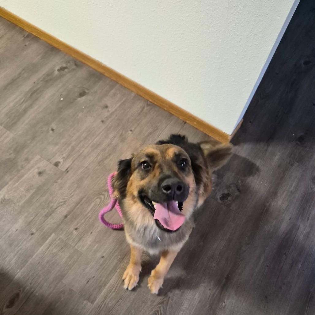 Enlarge Elara--In Foster***ADOPTION PENDING***, a Adoptable mixed breed in Fargo, ND image 3/4