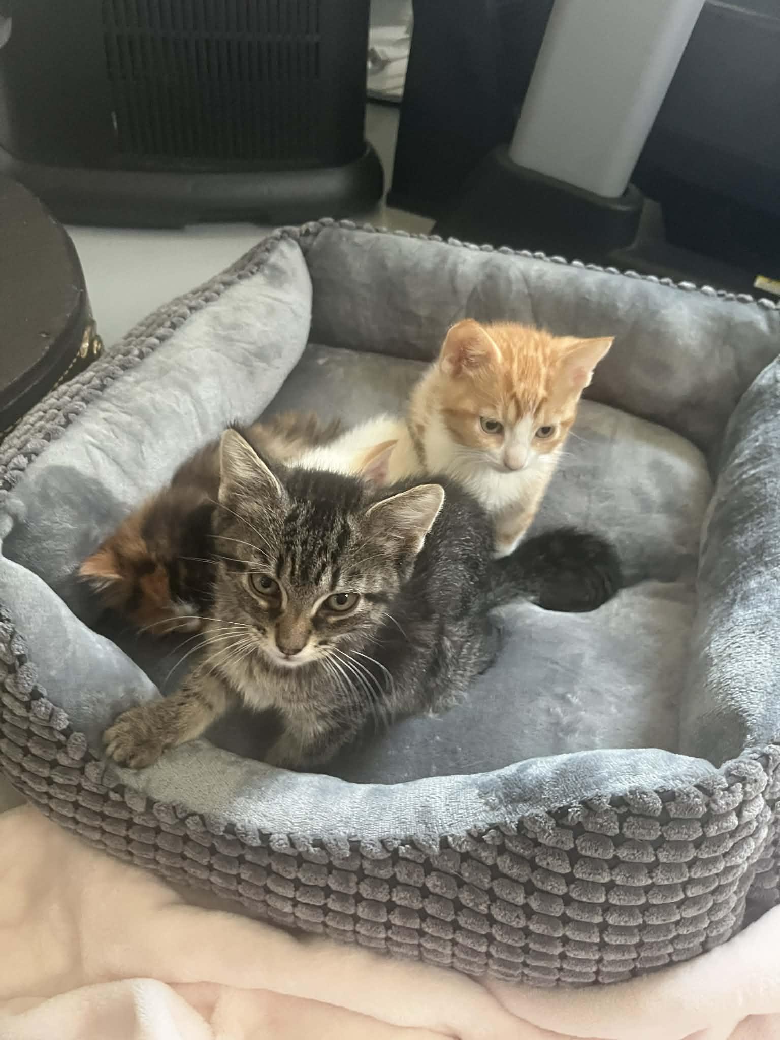 Enlarge Jackson, a Adoptable Tabby in Livonia, MI image 3/6