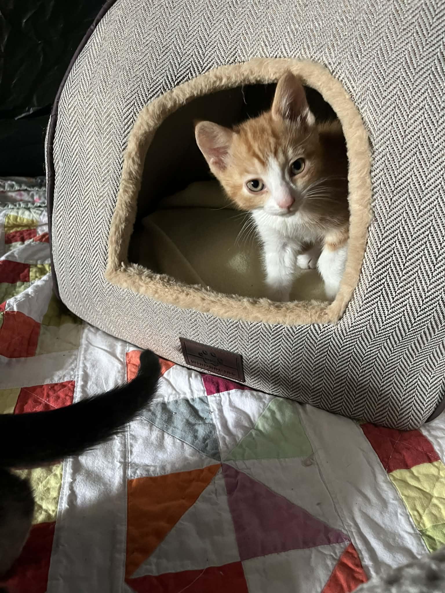 Enlarge Jackson, a Adoptable Tabby in Livonia, MI image 4/6