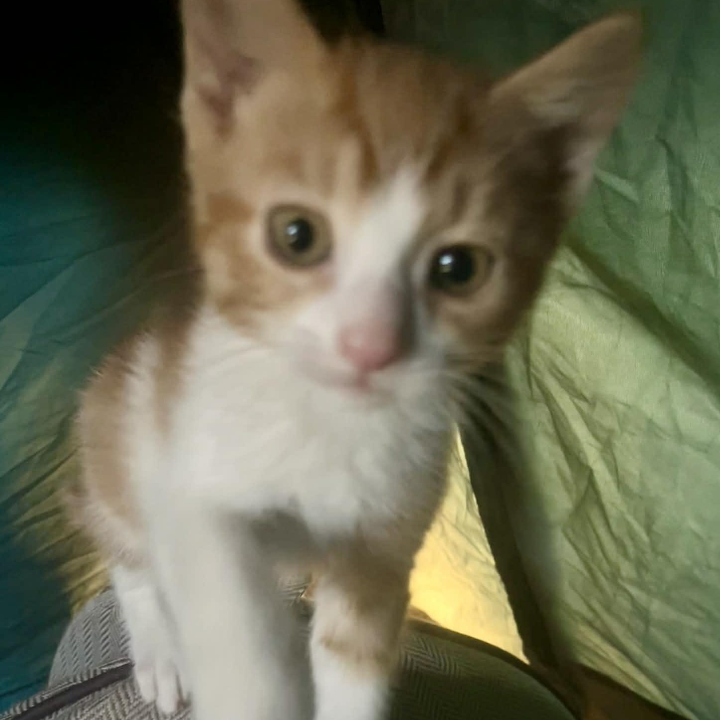 Jackson, Adoptable, Kitten Male Tabby.