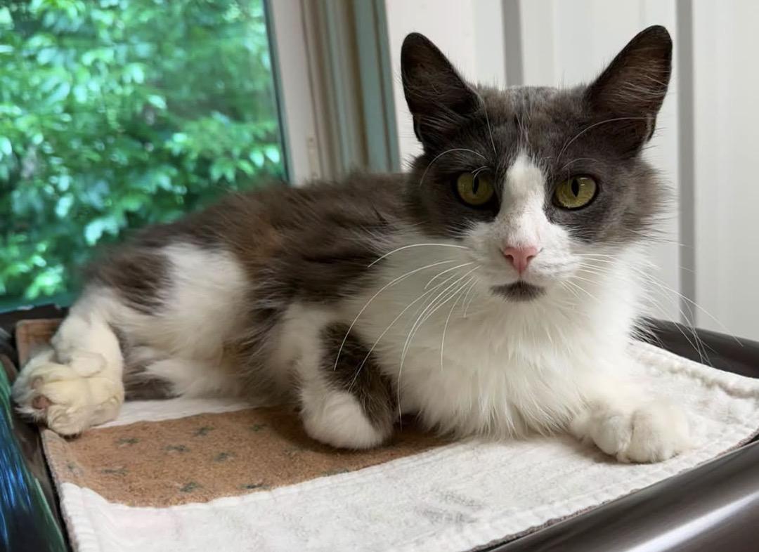 Enlarge Bluebelle, a ADOPTABLE Domestic Medium Hair in Mauston, WI image 1/1