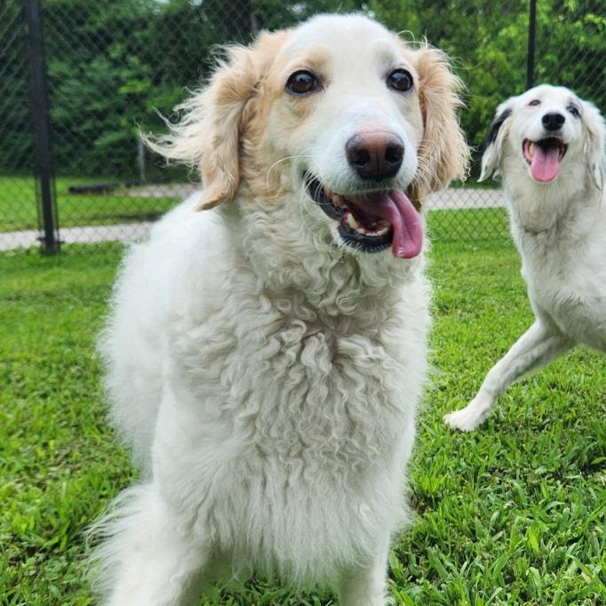Queenie, ADOPTABLE, Adult Female English Setter & Poodle.
