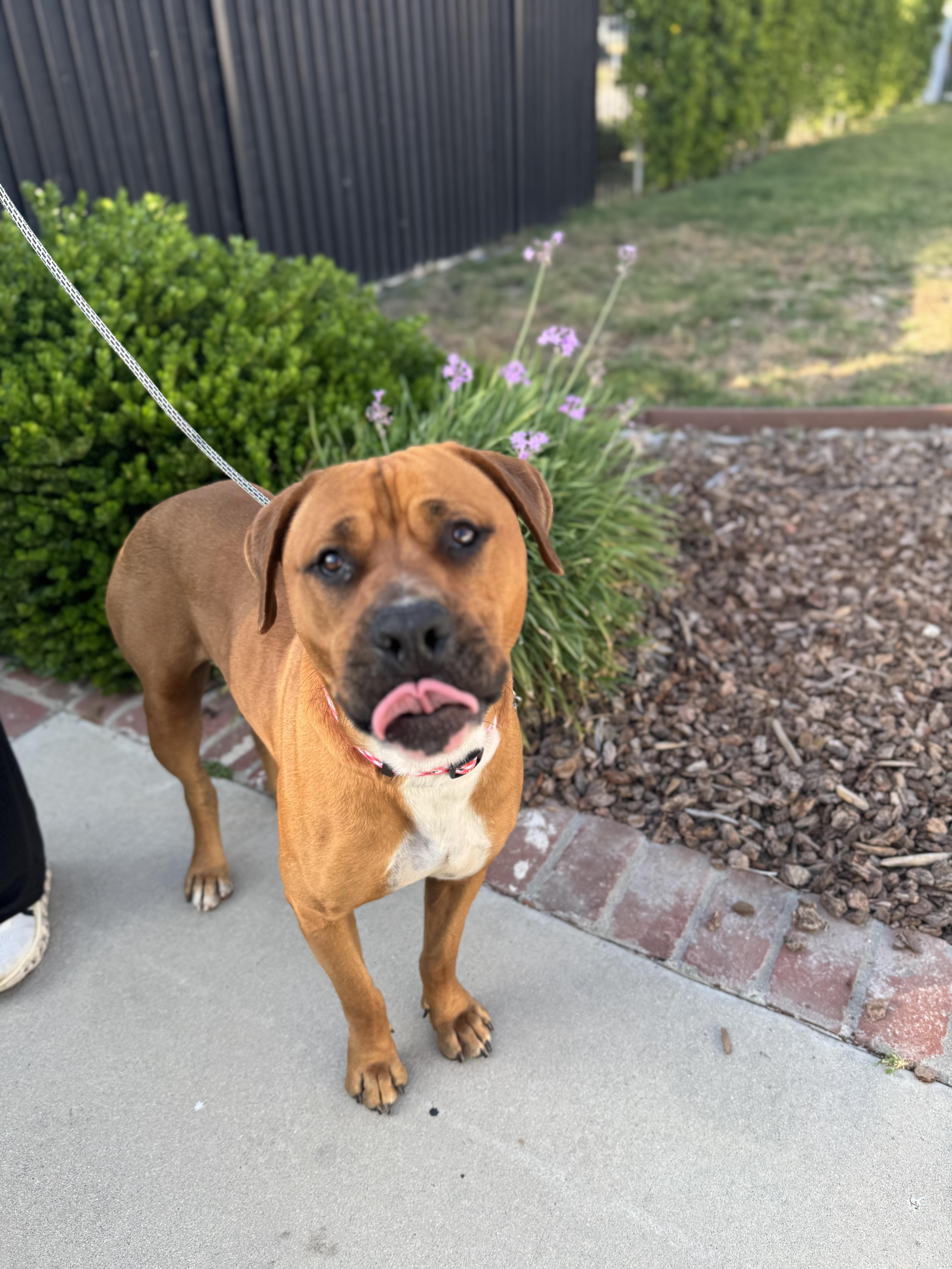 Angus, a ADOPTABLE mixed breed in Sun Valley, CA image 5/6