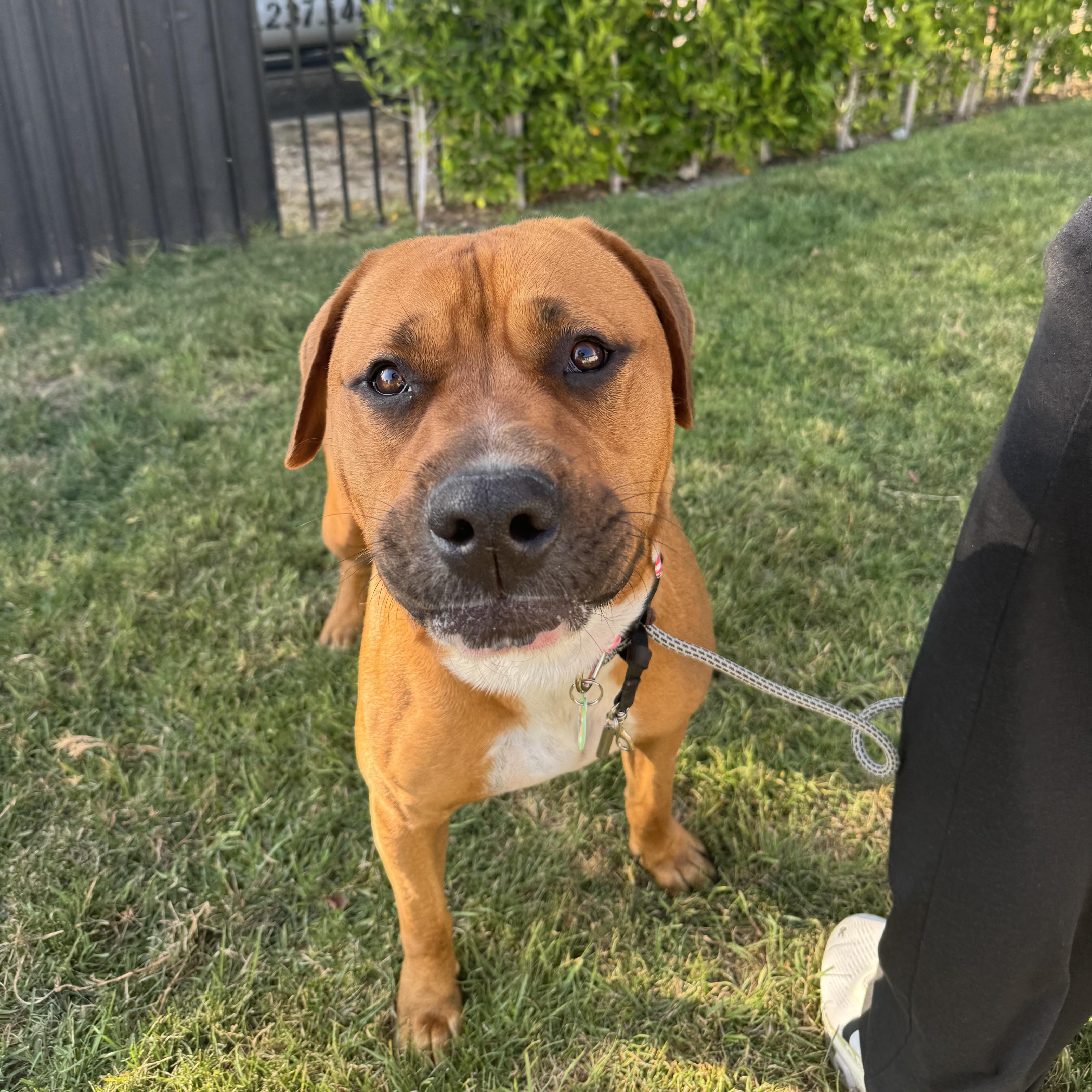 Angus, a ADOPTABLE mixed breed in Sun Valley, CA image 6/6