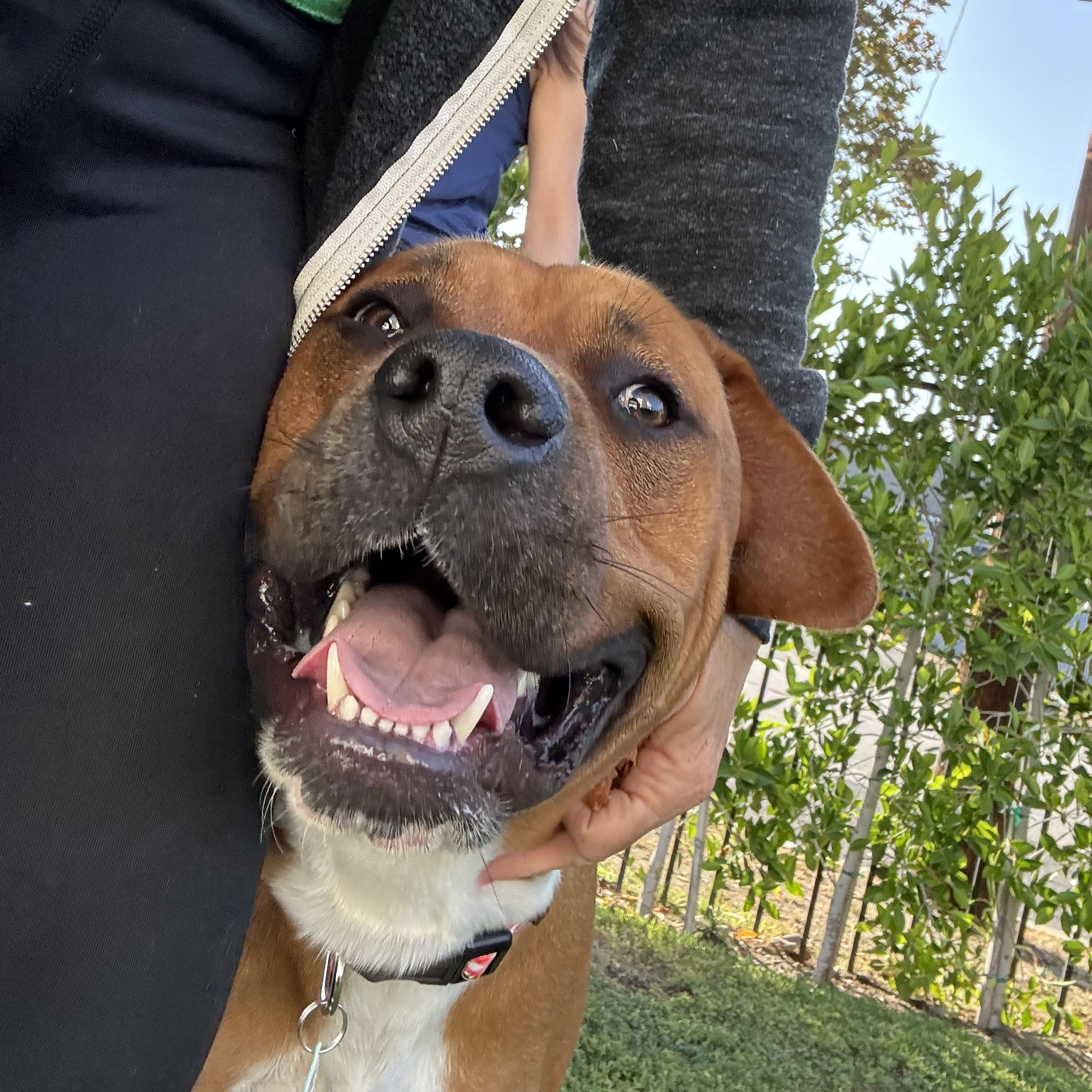 Angus, a ADOPTABLE mixed breed in Sun Valley, CA image 4/6