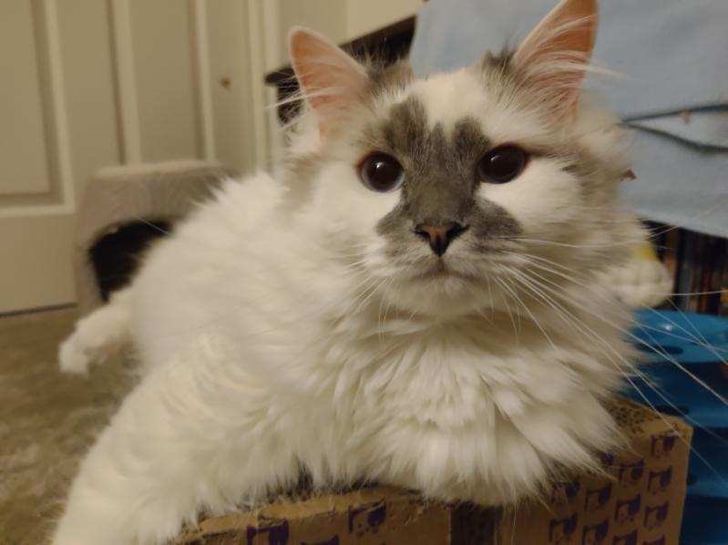 Kalimah, Adopted, Adult Female Domestic Long Hair.