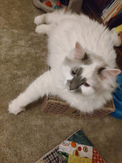 Enlarge Kalimah, a Adopted Domestic Long Hair in Mesa, AZ image 3/6