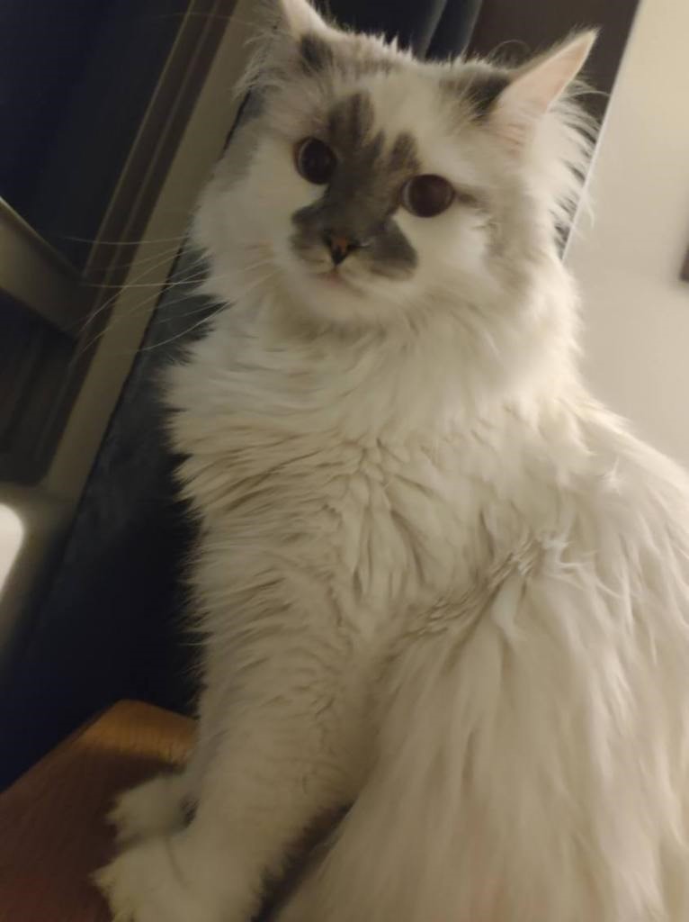 Enlarge Kalimah, a Adopted Domestic Long Hair in Mesa, AZ image 4/6