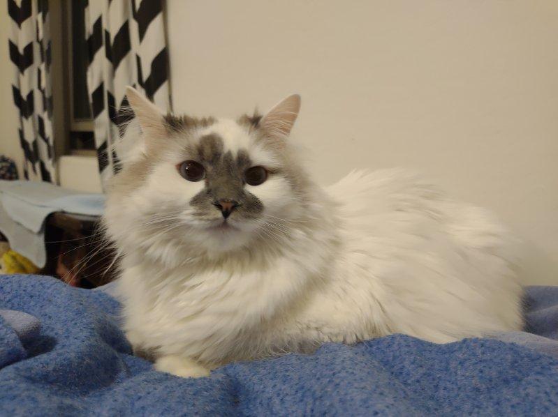 Enlarge Kalimah, a Adopted Domestic Long Hair in Mesa, AZ image 5/6