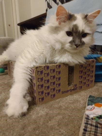 Enlarge Kalimah, a Adopted Domestic Long Hair in Mesa, AZ image 6/6