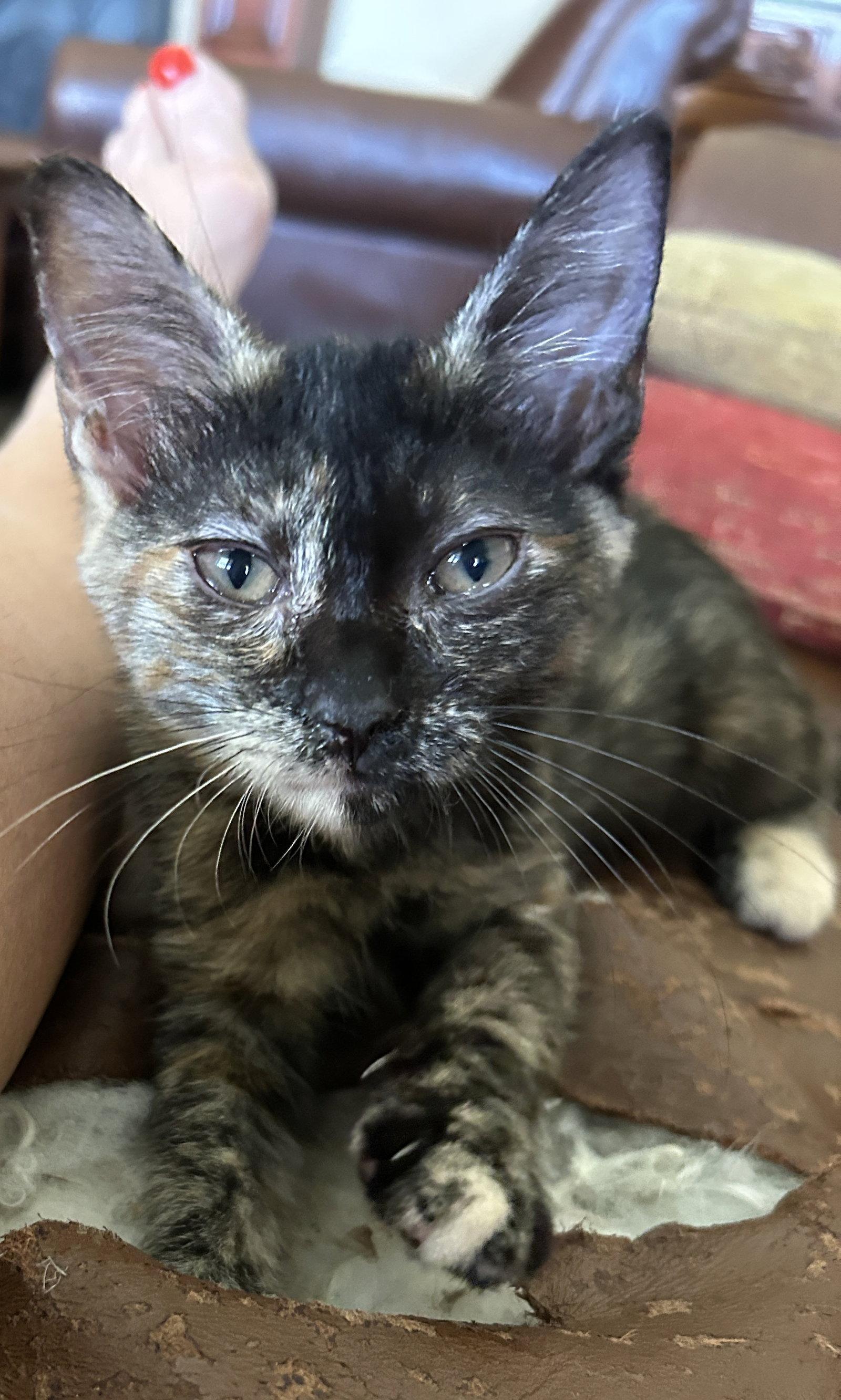 Ziplock, Adoptable, Kitten Female Domestic Short Hair.