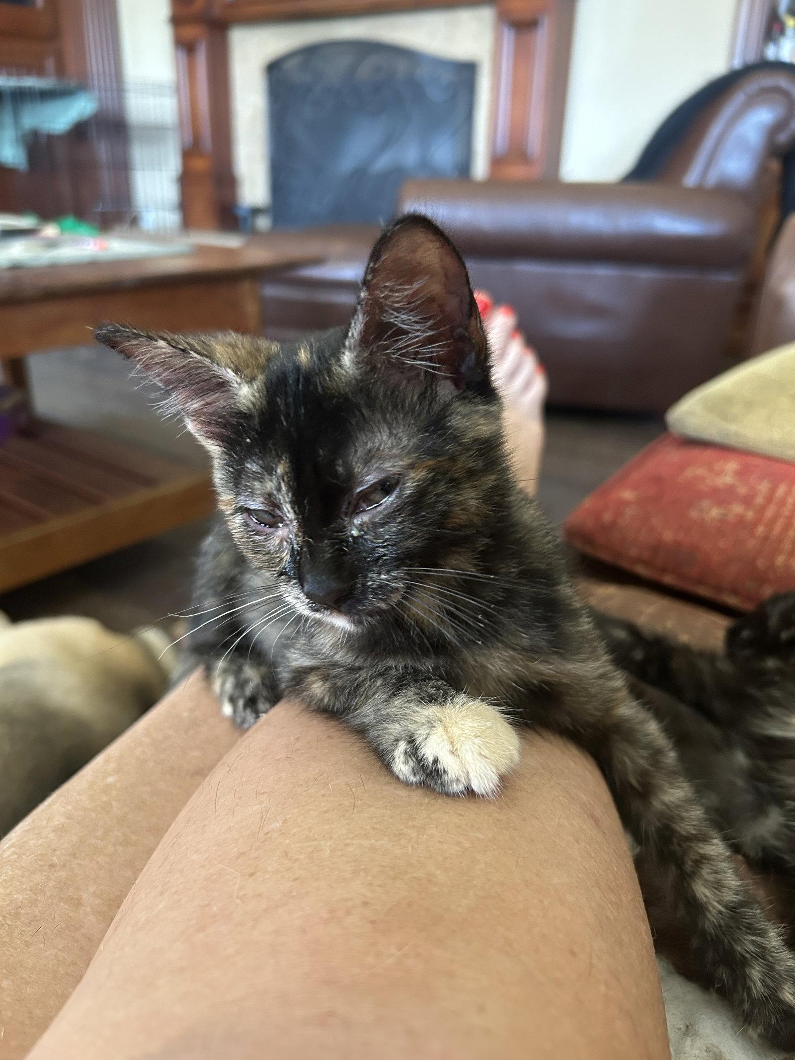 Enlarge Ziplock, a Adoptable Domestic Short Hair in Mission Viejo, CA image 3/3