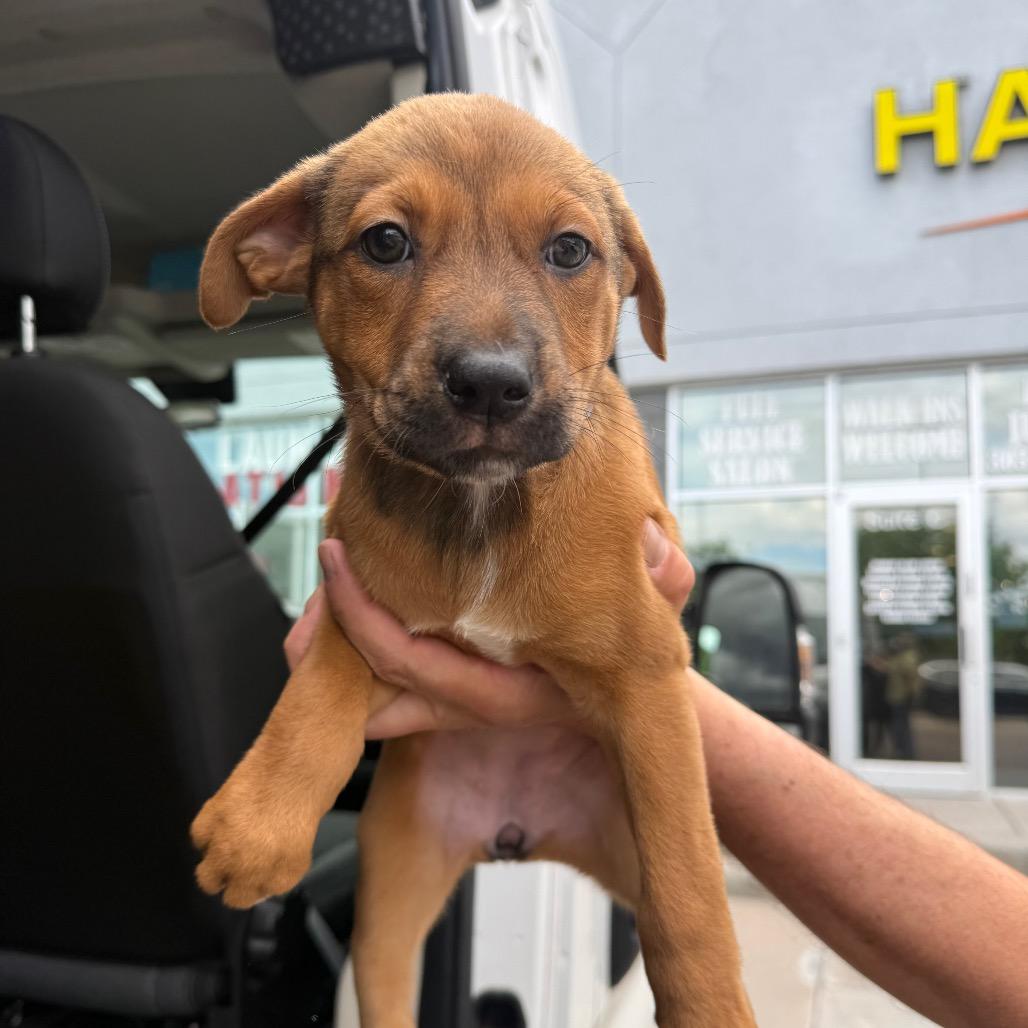 Enlarge 661 (2026) Patina, a Adoptable mixed breed in Parker, CO image 3/6
