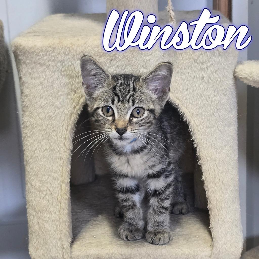 Winston, Adoptable, Kitten Male Domestic Short Hair.