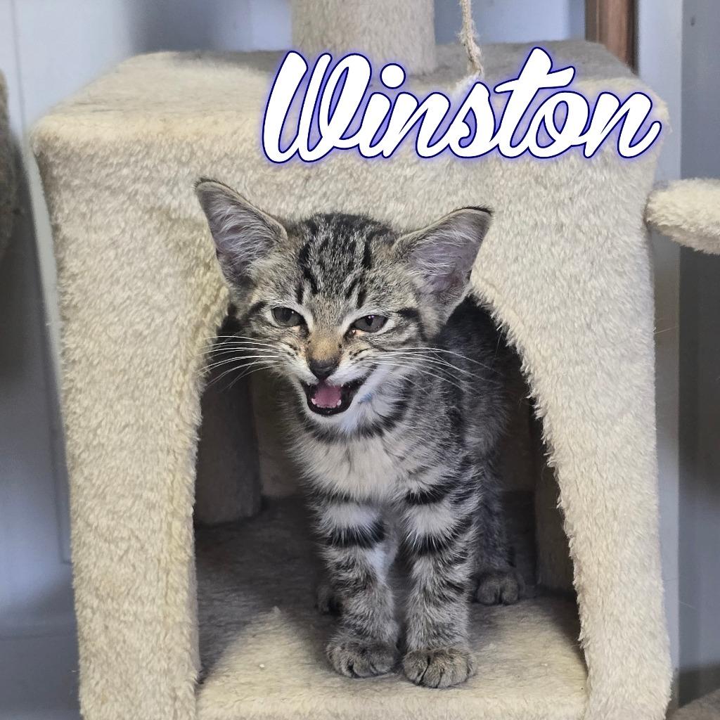 Winston, a Adoptable Domestic Short Hair in Hillsboro, OH image 2/4