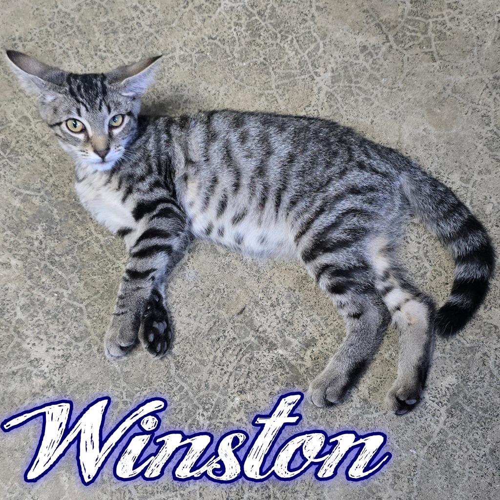 Enlarge Winston, a Adoptable Domestic Short Hair in Hillsboro, OH image 3/6