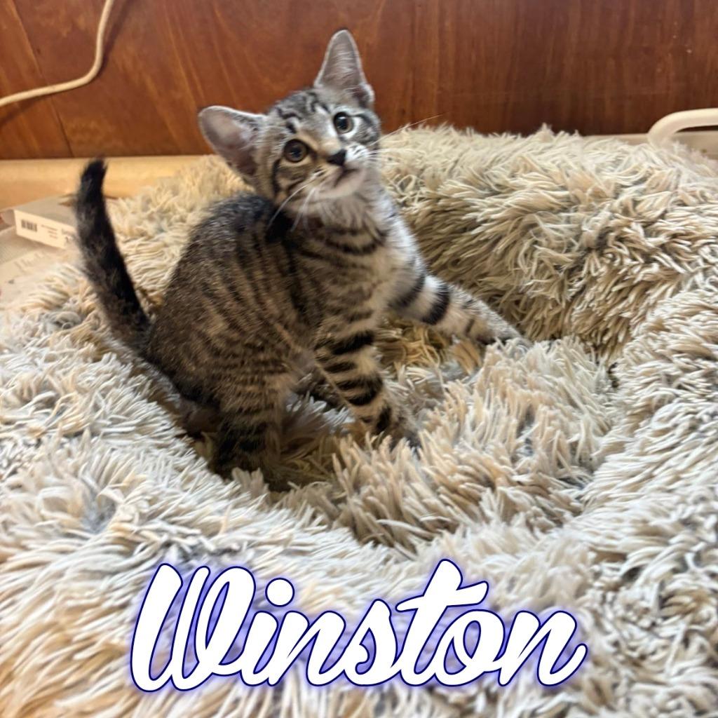 Winston, a Adoptable Domestic Short Hair in Hillsboro, OH image 3/4