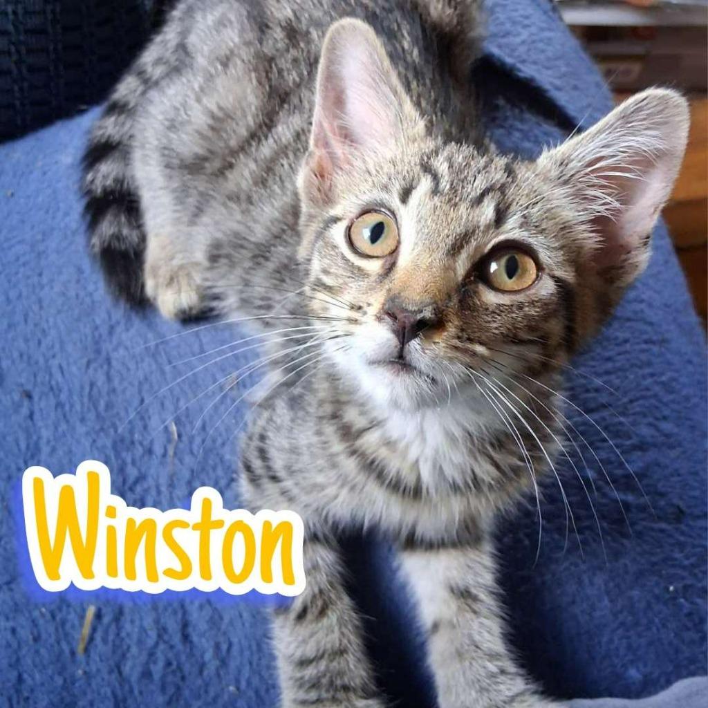 Winston, a Adoptable Domestic Short Hair in Hillsboro, OH image 4/4