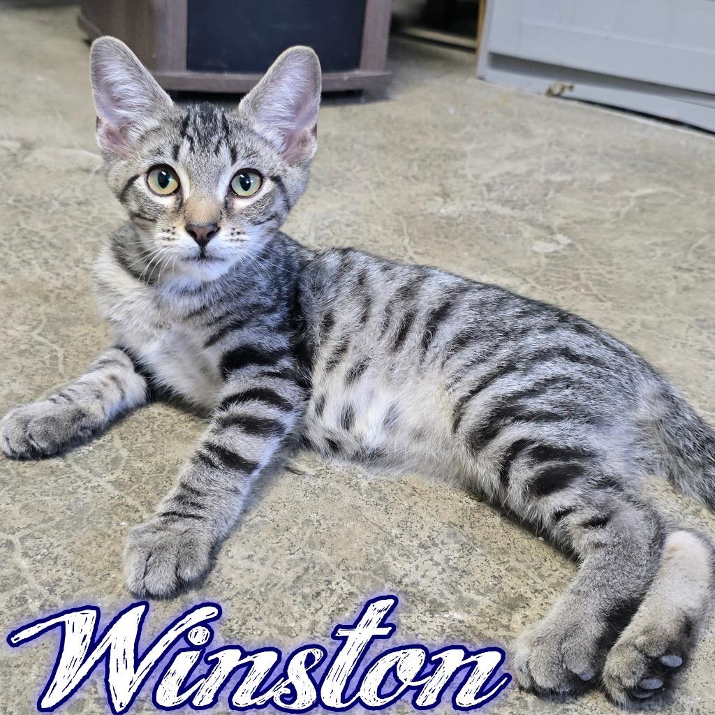 Enlarge Winston, a Adoptable Domestic Short Hair in Hillsboro, OH image 6/6