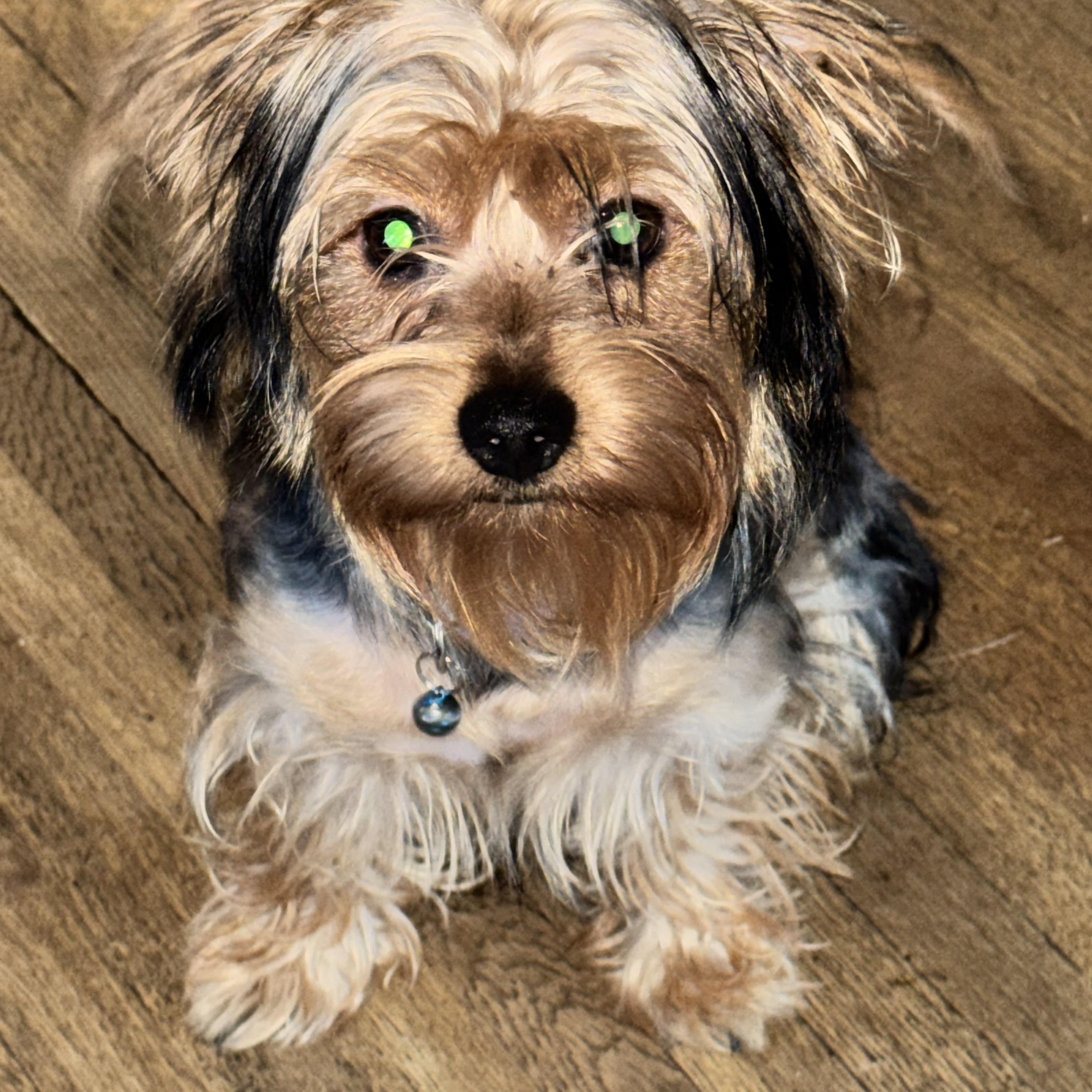 Enlarge Kenny Rogers, a Adopted Yorkshire Terrier in New Martinsville, WV image 2/5