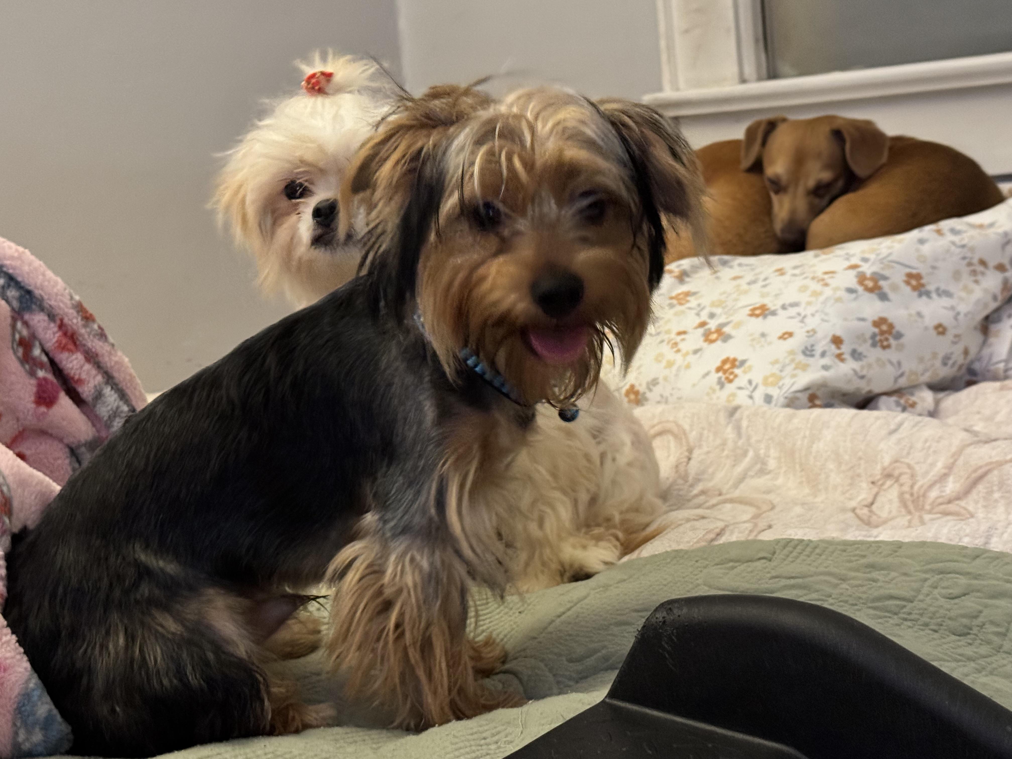 Enlarge Kenny Rogers, a Adopted Yorkshire Terrier in New Martinsville, WV image 3/5