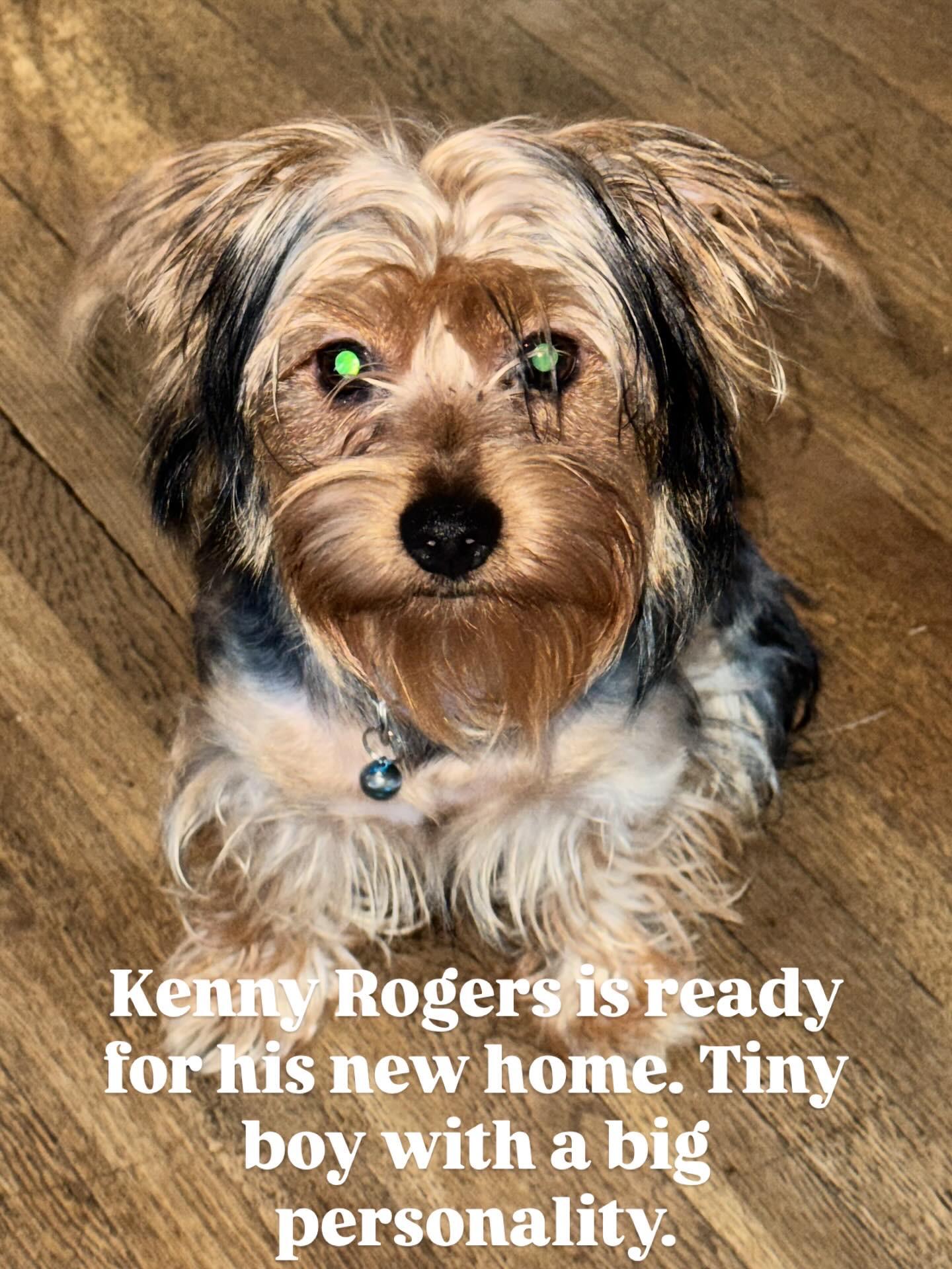 Enlarge Kenny Rogers, a Adopted Yorkshire Terrier in New Martinsville, WV image 1/5