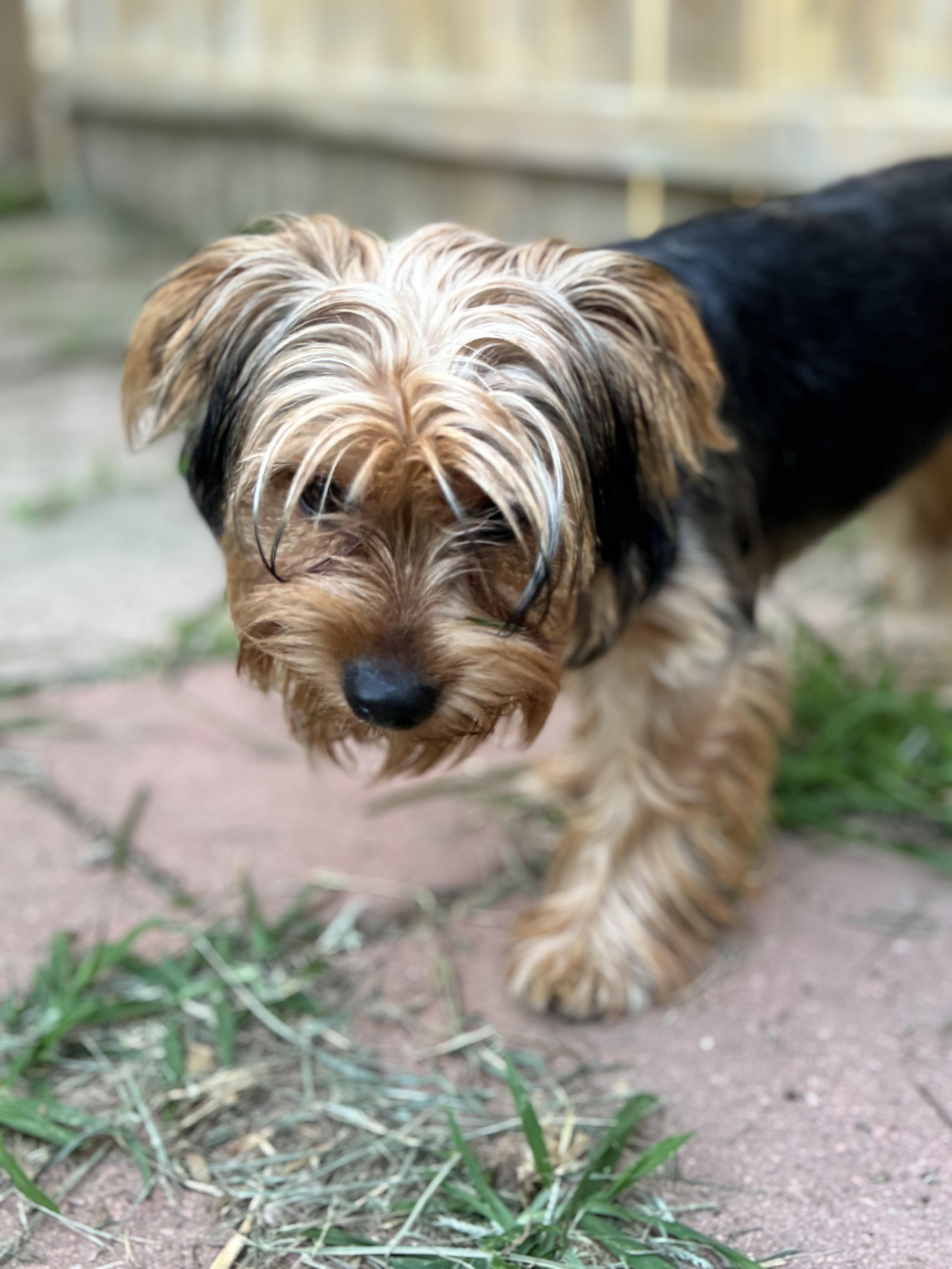 Enlarge Kenny Rogers, a Adopted Yorkshire Terrier in New Martinsville, WV image 4/5