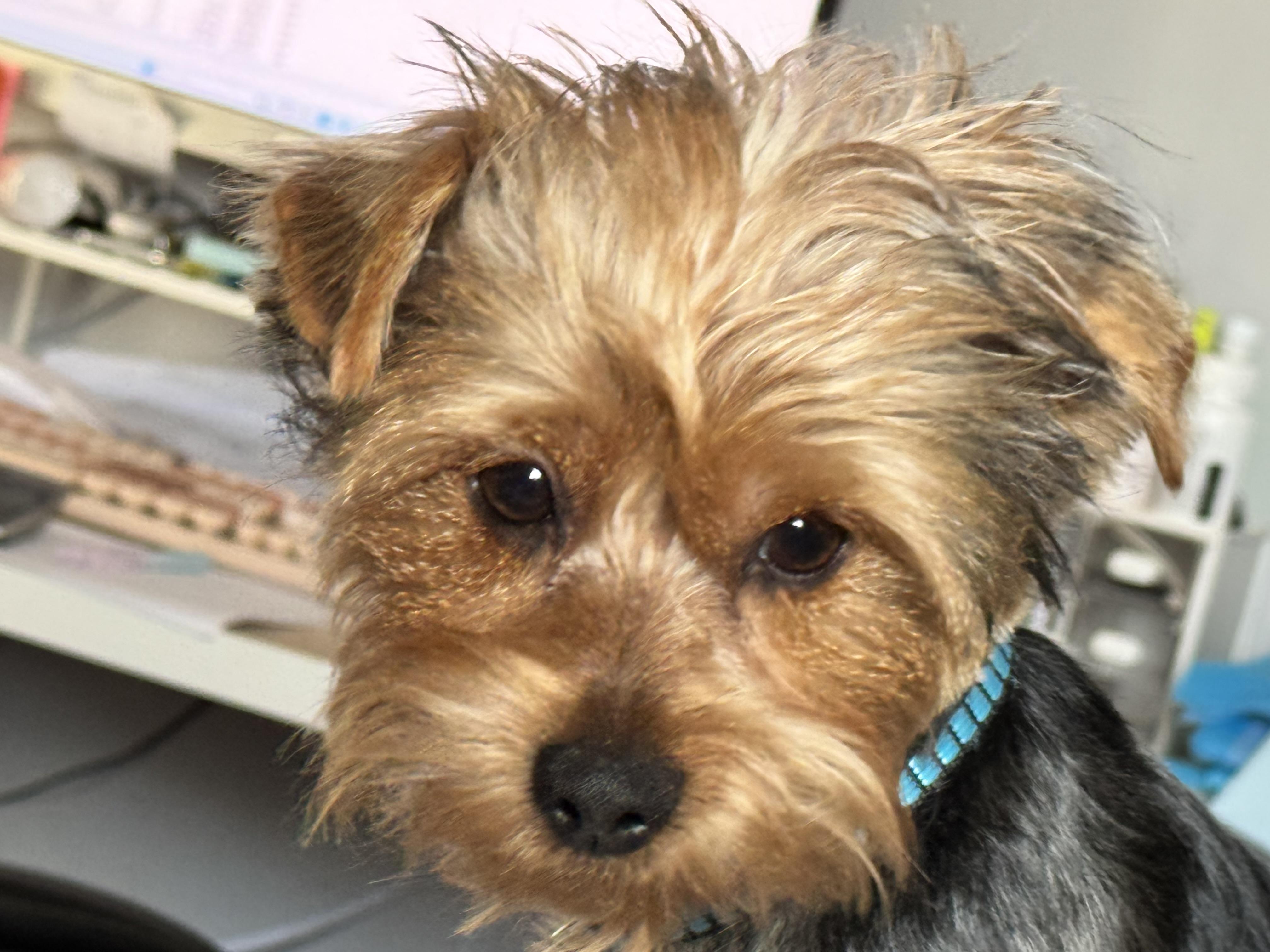 Enlarge Kenny Rogers, a Adopted Yorkshire Terrier in New Martinsville, WV image 5/5