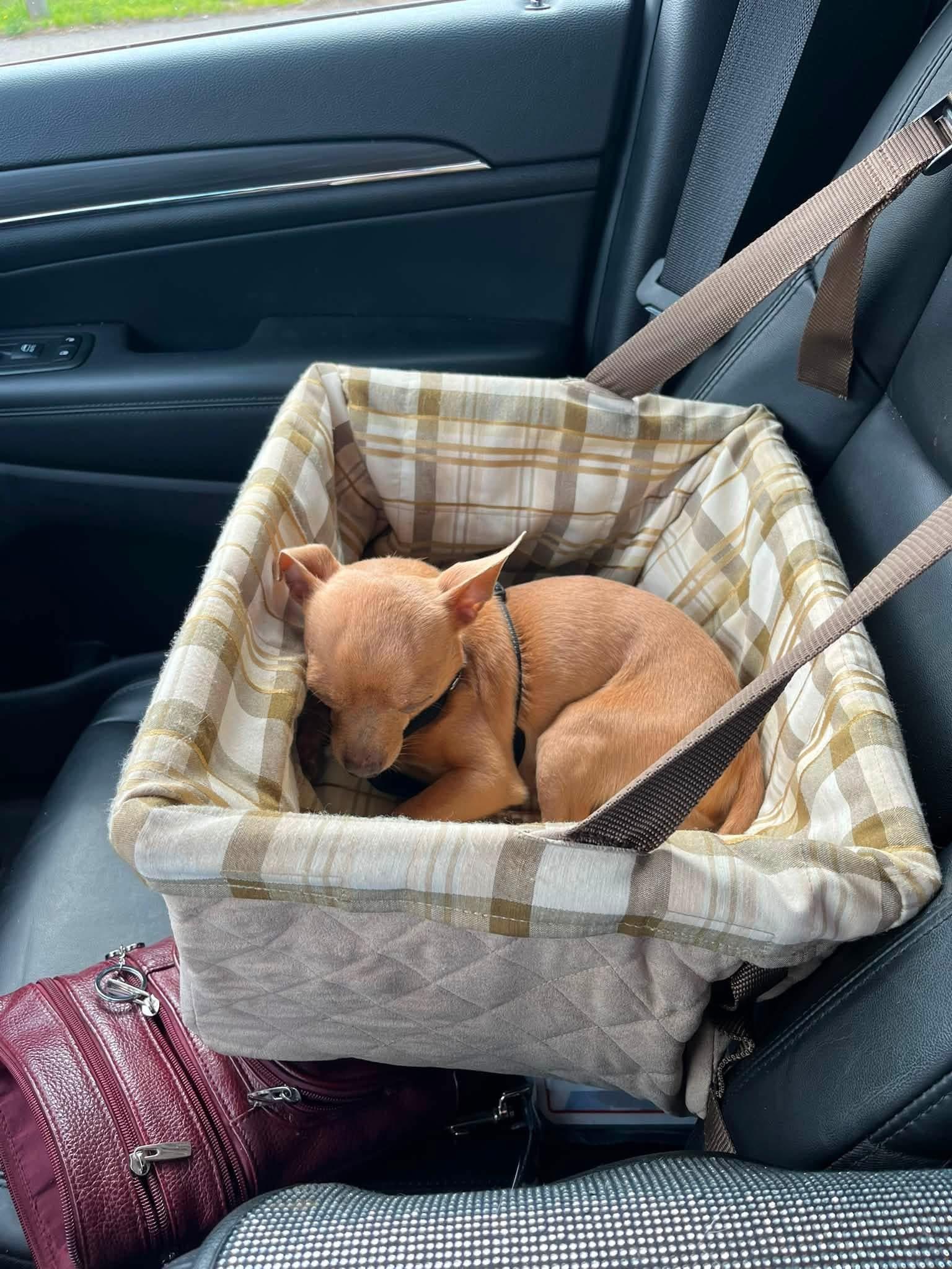 Enlarge Chico, an adopted Chihuahua in Solon, OH image 6/6