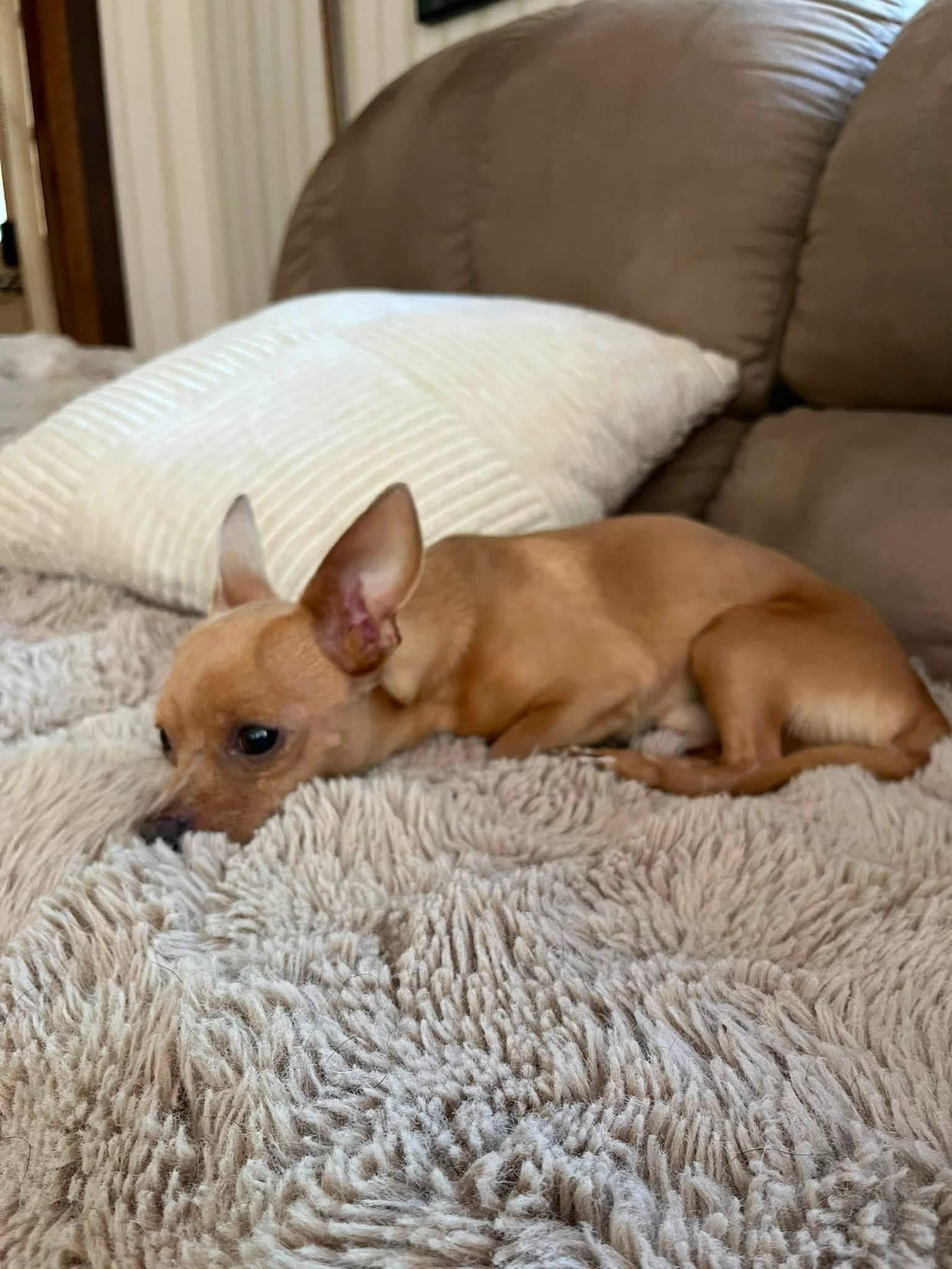 Enlarge Chico, an adopted Chihuahua in Solon, OH image 5/6