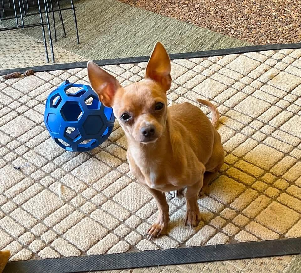 Enlarge Chico, an adopted Chihuahua in Solon, OH image 1/6