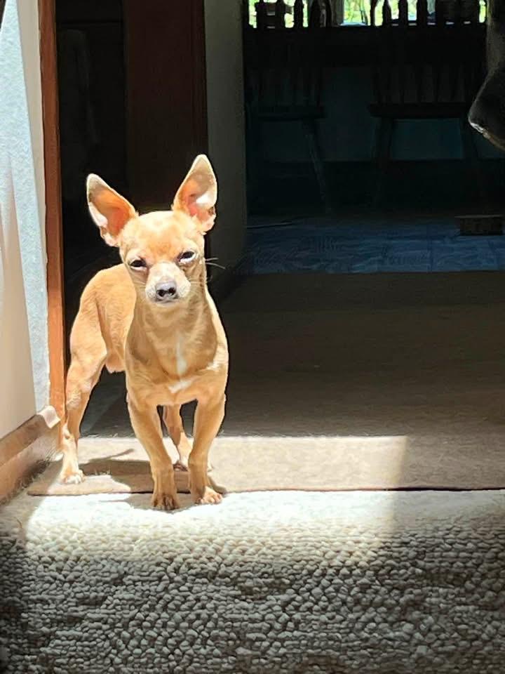 Enlarge Chico, an adopted Chihuahua in Solon, OH image 3/6