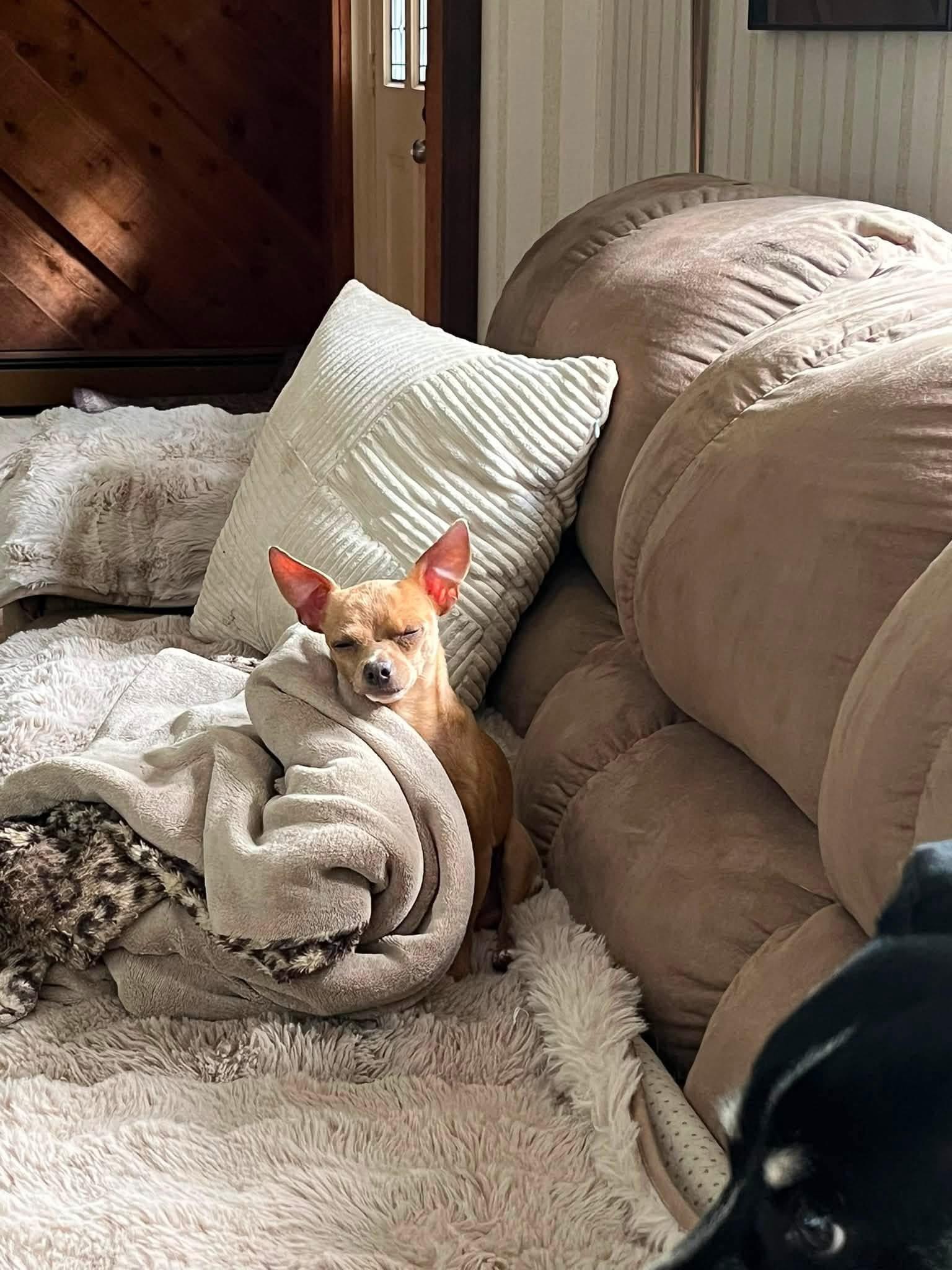Enlarge Chico, an adopted Chihuahua in Solon, OH image 2/6