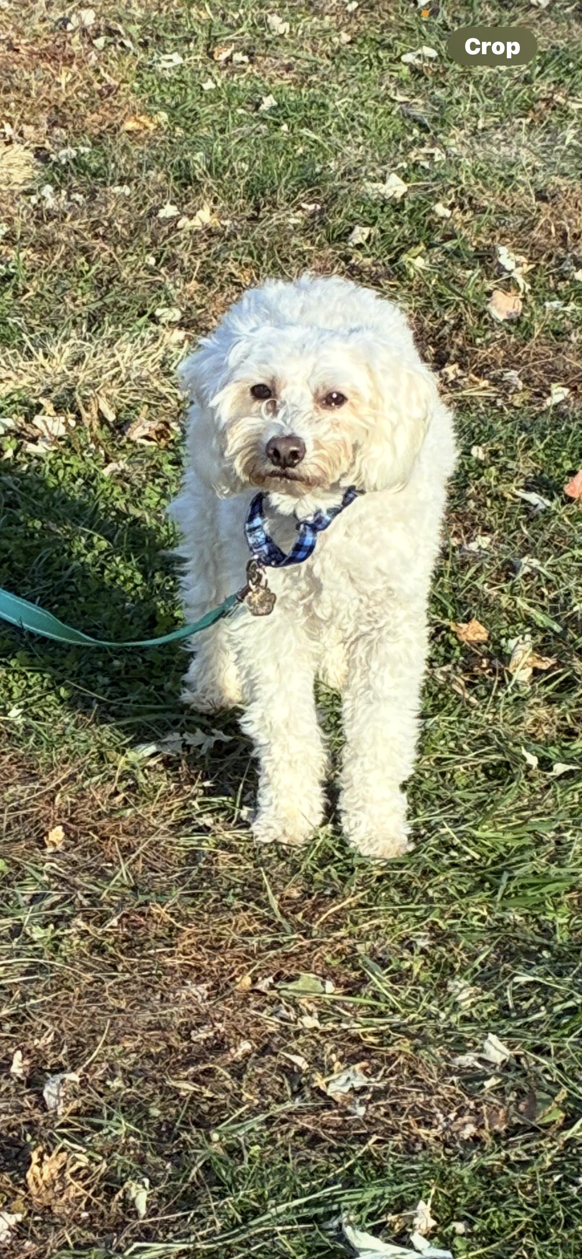 Luke, Adoptable, Adult Male Havanese & Miniature Poodle.