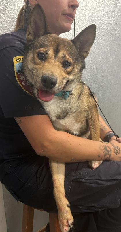Enlarge Hunter, an adopted mixed breed in Cleveland, OH image 1/2