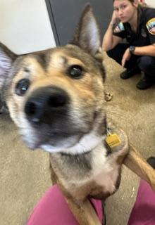 Enlarge Hunter, an adopted mixed breed in Cleveland, OH image 2/2