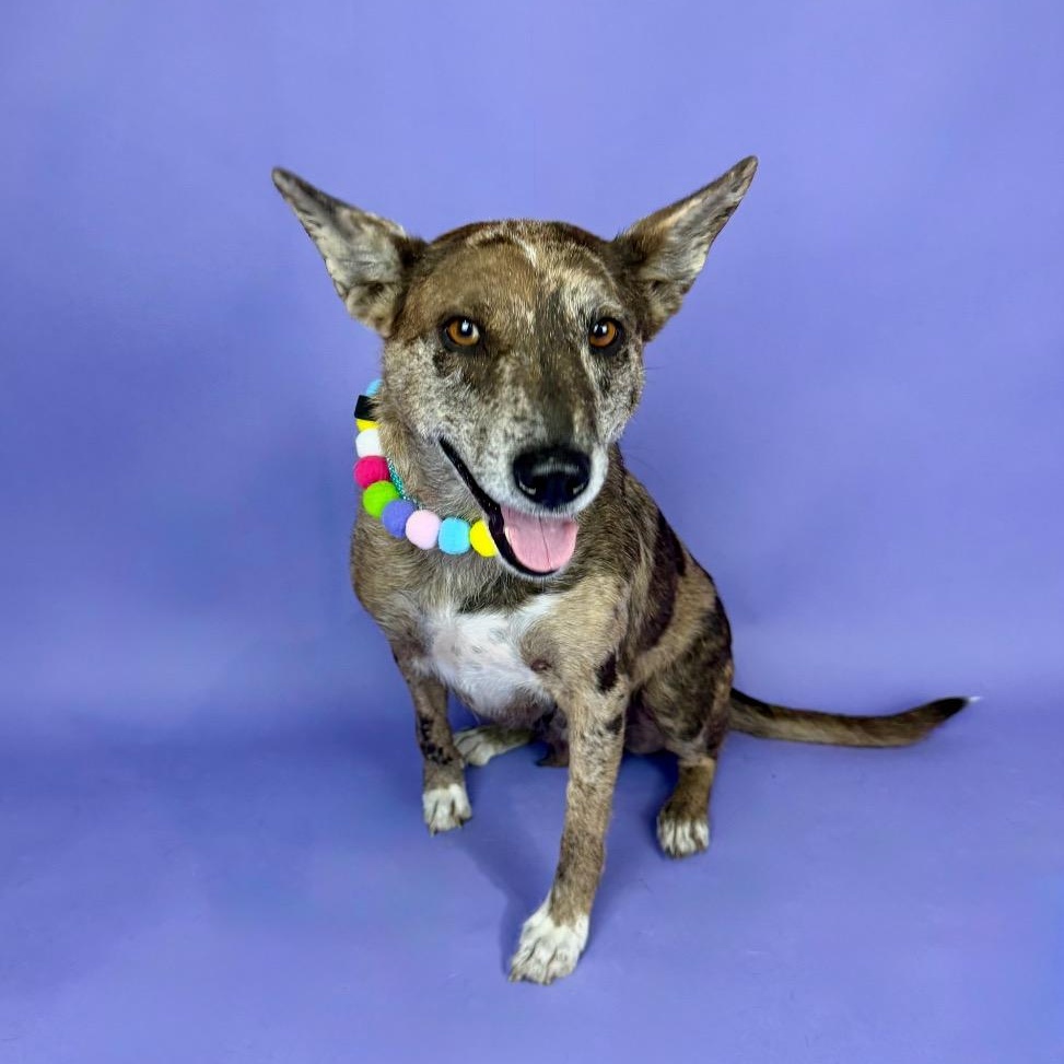 Monet, a Adoptable mixed breed in East Hartford, CT image 5/6