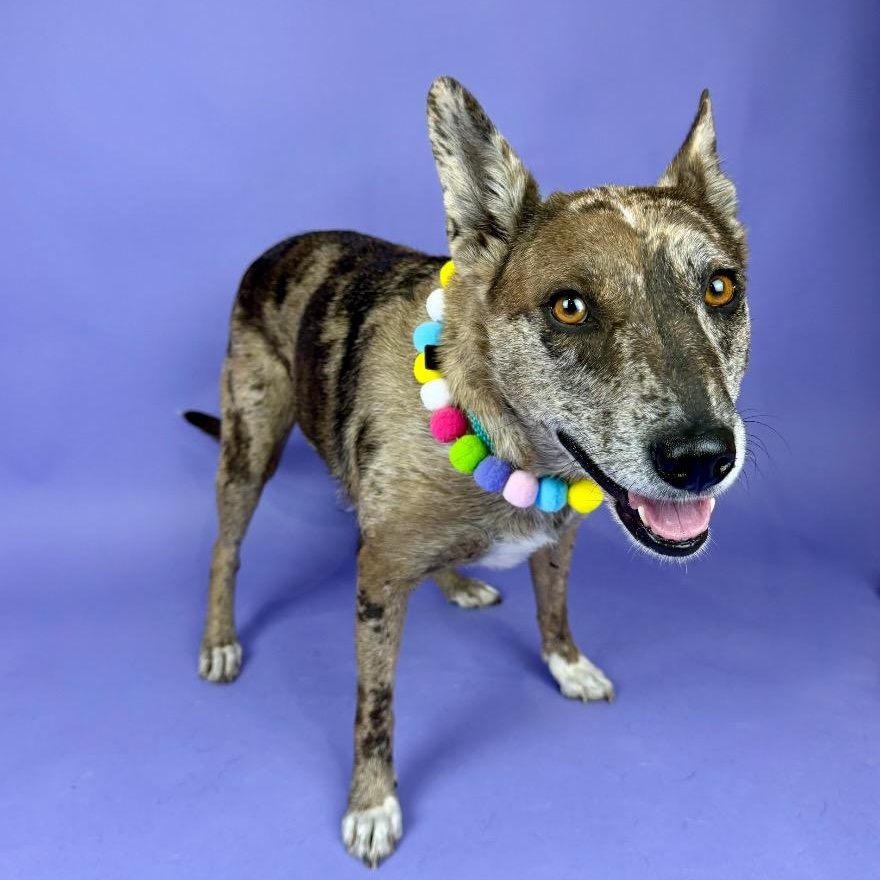 Monet, a Adoptable mixed breed in East Hartford, CT image 4/6